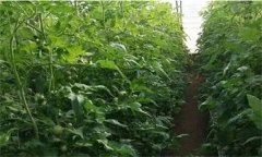 番茄定植前已施大量底肥，花前還追不追肥？