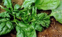 菠菜病毒病的危害癥狀、傳播途徑與發(fā)病原因