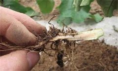 茄子漚根是什么原因造成的 怎樣預(yù)防茄子漚根？