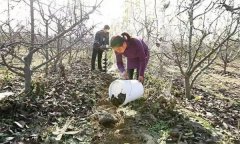 果樹配方施肥應(yīng)注意哪些問題？