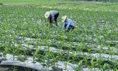 什么叫復(fù)種 復(fù)種的作用、類型、必要條件與方式