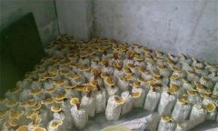 什么是靈芝瓶栽法？瓶栽靈芝怎樣進行管理？