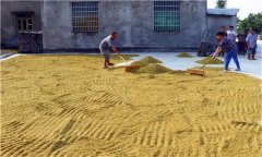 水稻種植前為什么要曬種、選種、浸種和催芽