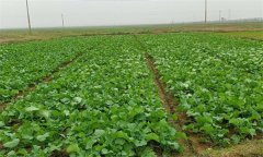 油菜春露地栽培技術要點是什么？