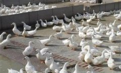 肉鴨腹水癥發(fā)病原因是什么，怎么治療？