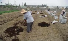 鹽堿土施肥應(yīng)注意什么？鹽堿地施肥注意事項