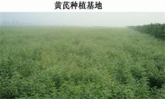 黃芪產(chǎn)地在哪里？黃芪生態(tài)習(xí)性簡介