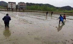 優(yōu)質水稻直播對整地的要求有哪些？