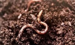 土壤生物包括哪三類？土壤生物的種類及作用