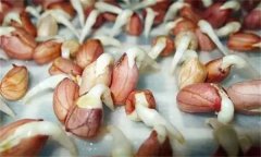 花生發(fā)芽不能吃嗎？吃花生芽有什么好處？