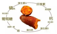 紅薯的營(yíng)養(yǎng)特點(diǎn) 紅薯的輔助功能知多少？