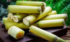 如何選購、儲存甘蔗？食用甘蔗應注意事項