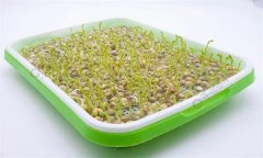 培育豌豆芽苗菜的水為什么會變綠？