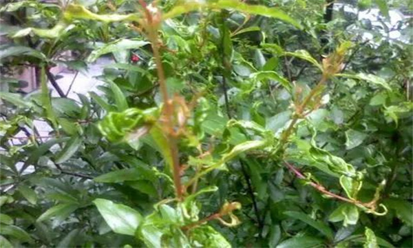 盆栽石榴葉子變小、皺縮