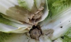 大白菜病蟲害的防治及預(yù)防 、治療方法