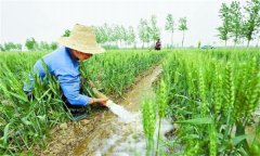 小麥后期管理技術(shù)措施有哪些？