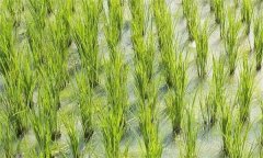 如何診斷與防治稻田的重金屬污染？