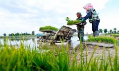 機(jī)插秧起秧、運(yùn)秧、添秧的要求 怎樣防止漂秧？