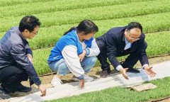 如何處理擱田與治蟲的關系，怎樣保護稻田蜘蛛