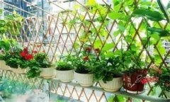 如何種植陽(yáng)臺(tái)蔬菜？陽(yáng)臺(tái)種菜的感悟和心得