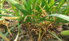 韭菜莖枯病的癥狀表現(xiàn)、發(fā)病規(guī)律與防治方法