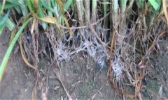 怎樣防治韭菜白絹病？