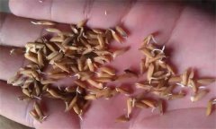 為什么會出現(xiàn)水稻爛種、爛芽、爛秧和死苗現(xiàn)象