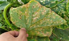 黃瓜細菌性角斑病的癥狀、發(fā)生規(guī)律與防治方法