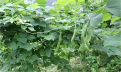 蕓豆的需肥特點(diǎn) 蕓豆施肥需要注意哪些問題？