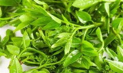 花椒芽苗菜假植生產(chǎn)技術(shù)要點(diǎn)有哪些？