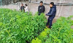 深冬期套種番茄應(yīng)注意什么問題？