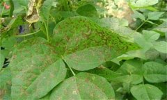 如何防治菜豆炭疽病，其病原菌是什么？