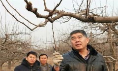 鴨梨的修剪特點是什么？