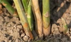 蘆筍莖枯病是什么病菌，其流行規(guī)律是什么？