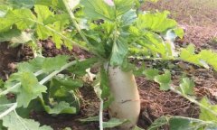 怎樣栽培冬蘿卜？冬蘿卜種植時(shí)間和方法