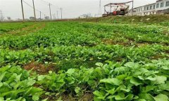 油菜日光溫室早春、秋延遲栽培技術(shù)要點(diǎn)有哪些