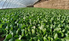 油菜日光溫室冬季栽培技術要點是什么？