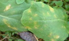 怎樣防治油菜霜霉病，有哪些癥狀表現(xiàn)？