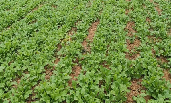 油菜密播育苗、分批移栽好不好