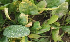 菠菜霜霉病的癥狀表現(xiàn)、傳播途徑和防治方法