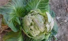 甘藍裂球是怎么回事？是什么原因引起的？