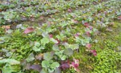 油菜秧苗葉片變紅是什么原因造成的？