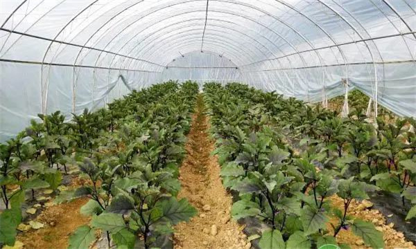 大棚茄子再生栽培技術