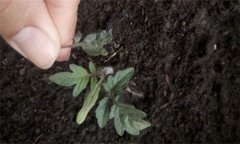 茄子僵果、裂口、落花落果的原因及解決辦法