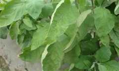 茄子缺氮、磷、鉀癥的癥狀是什么，如何矯正?