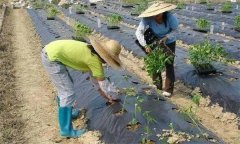 辣椒施用沖施肥有什么優(yōu)點 需要注意哪些問題？