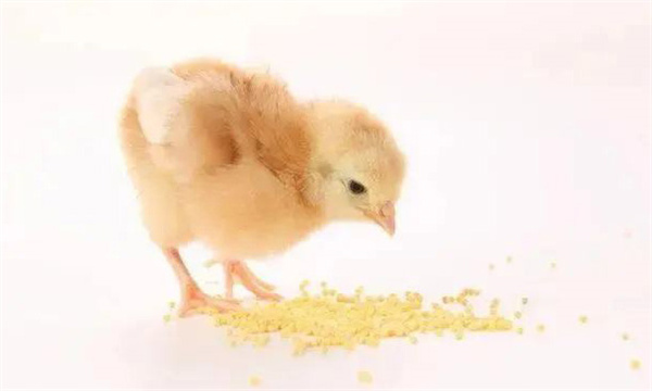 開(kāi)食