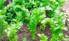 如何秋延遲生產(chǎn)香芹？
