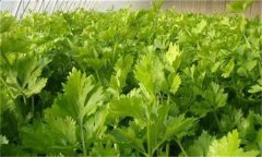 如何春早熟栽培香芹？