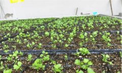 怎樣種好春芹菜？溫室春芹菜栽培要點有哪些？
